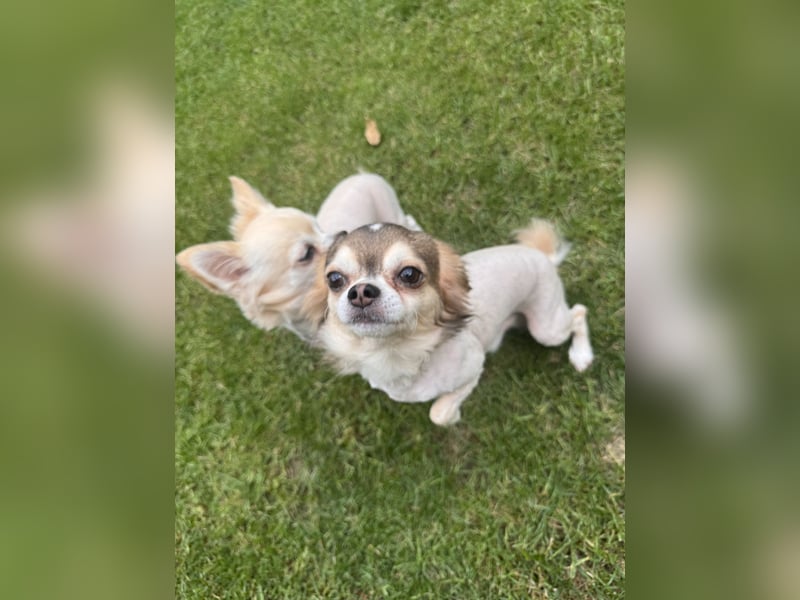 Chihuahua Brüder