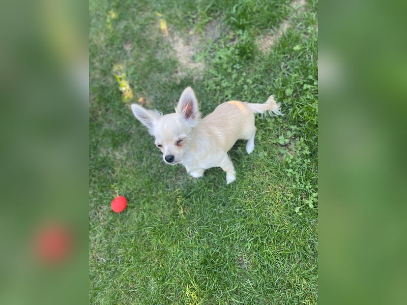 Chihuahua Brüder