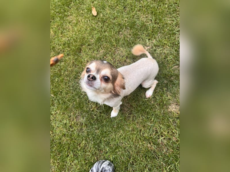 Chihuahua Brüder