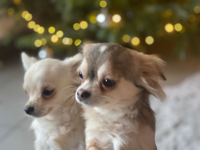 Chihuahua Brüder