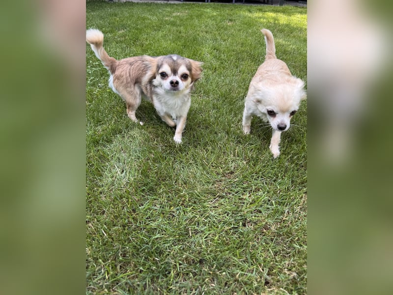 Chihuahua Brüder