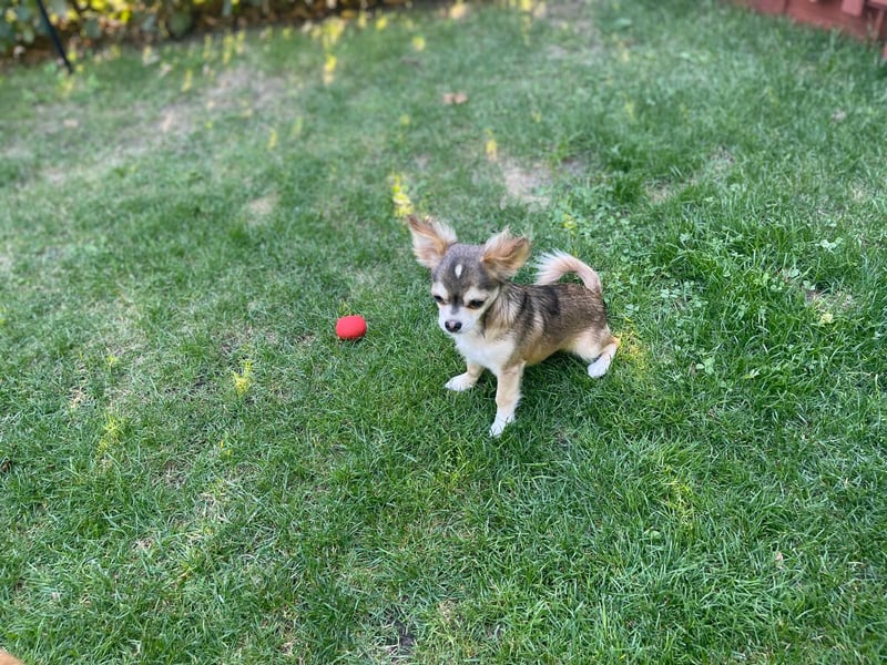 Chihuahua Brüder