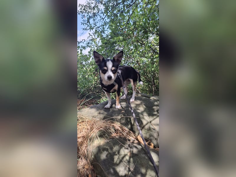 2 Chihuahuas suchen ein Zuhause