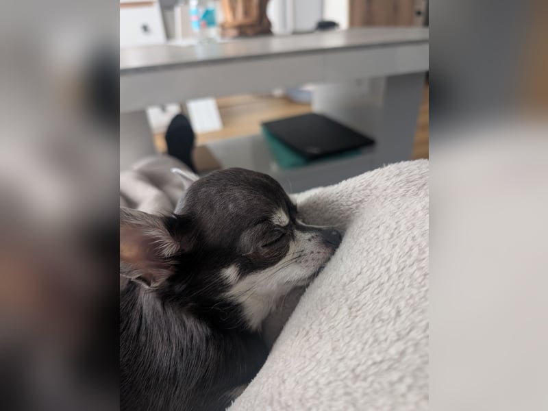 2 Chihuahuas suchen ein Zuhause