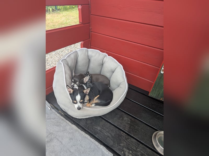 2 Chihuahuas suchen ein Zuhause