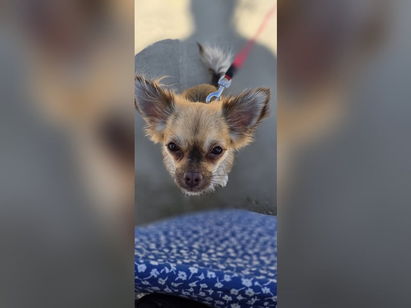 Liebevolle Chihuahua-Hündin sucht ruhiges Zuhause