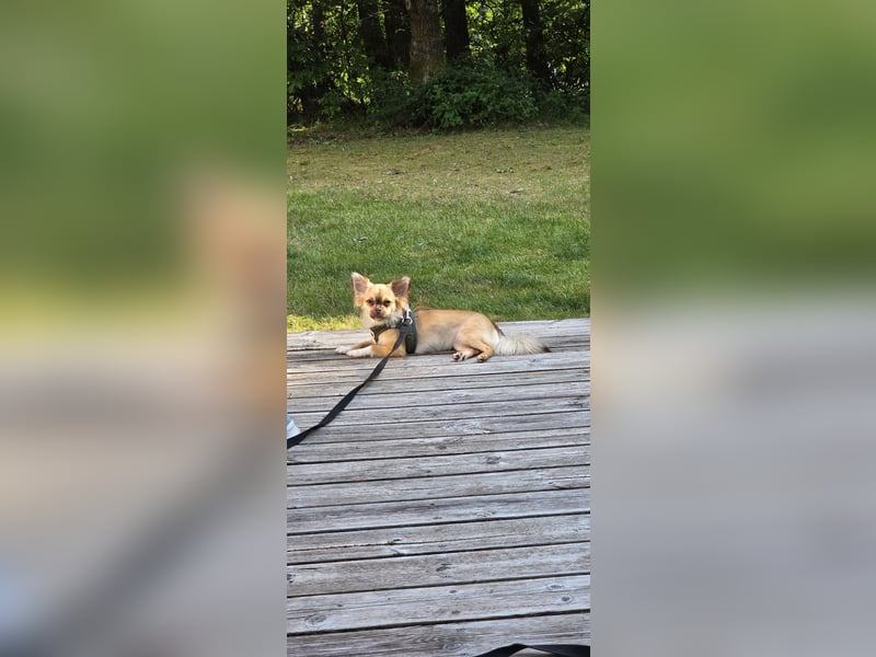 Liebevolle Chihuahua-Hündin sucht ruhiges Zuhause