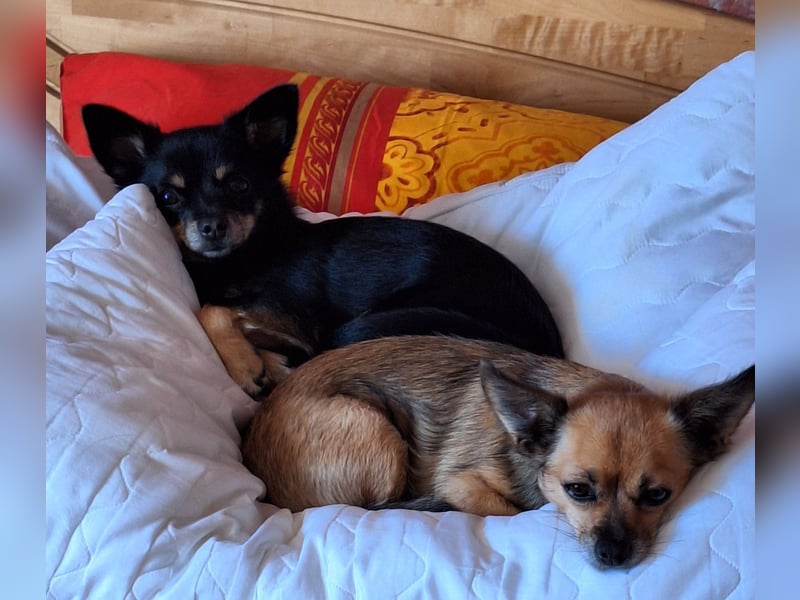 Chihuahua Hündinnen (Mutter und Tochter)