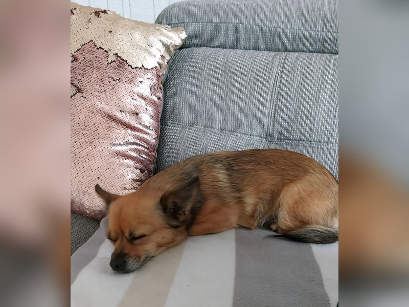 Chihuahua Hündinnen (Mutter und Tochter)