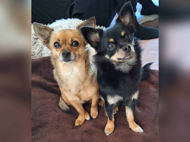 Chihuahua Hündinnen (Mutter und Tochter)