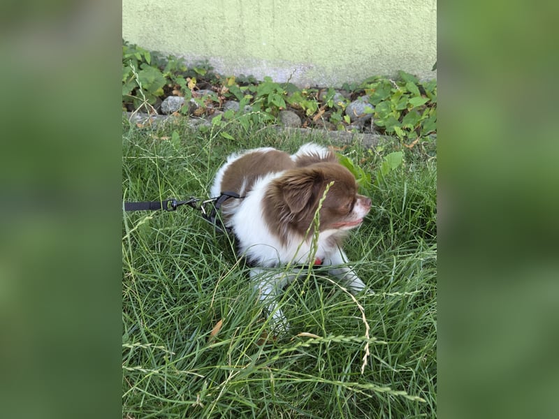 Wunderschöner Chihuahua Rüde 2 Jahre