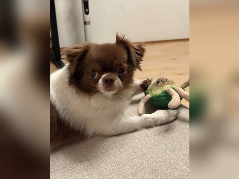 Wunderschöner Chihuahua Rüde 2 Jahre