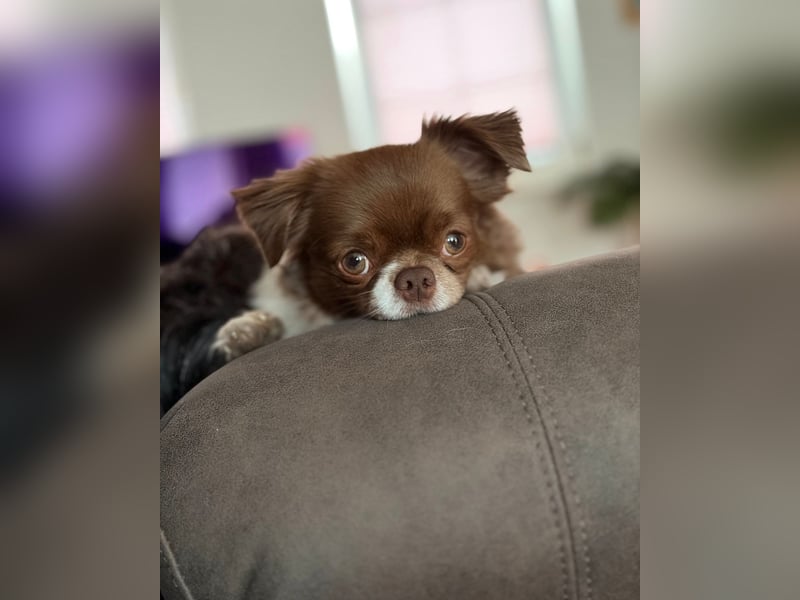 Wunderschöner Chihuahua Rüde 2 Jahre