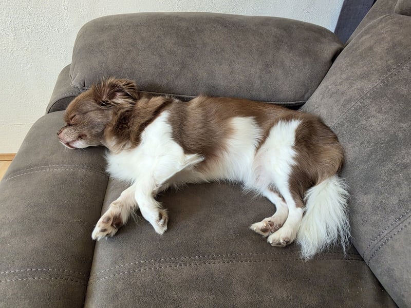 Wunderschöner Chihuahua Rüde 2 Jahre