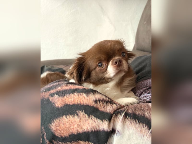 Wunderschöner Chihuahua Rüde 2 Jahre