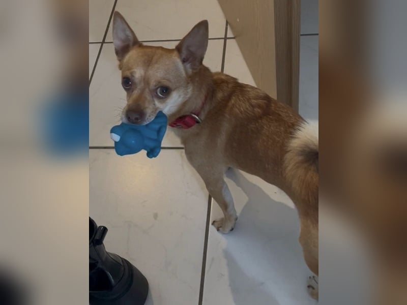 Sammy sucht dringend ein neues Zuhause