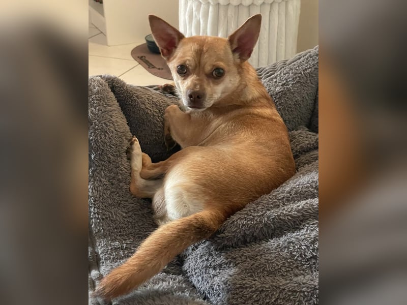 Sammy sucht dringend ein neues Zuhause