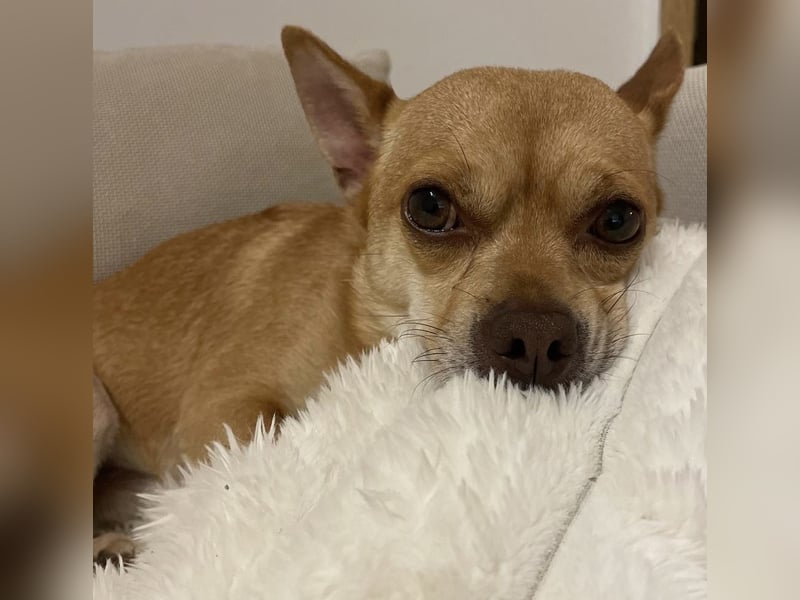 Sammy sucht dringend ein neues Zuhause