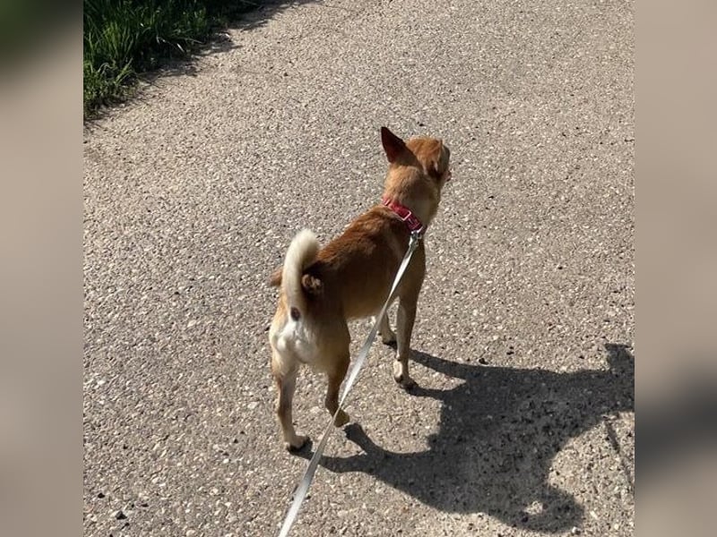 Sammy sucht dringend ein neues Zuhause