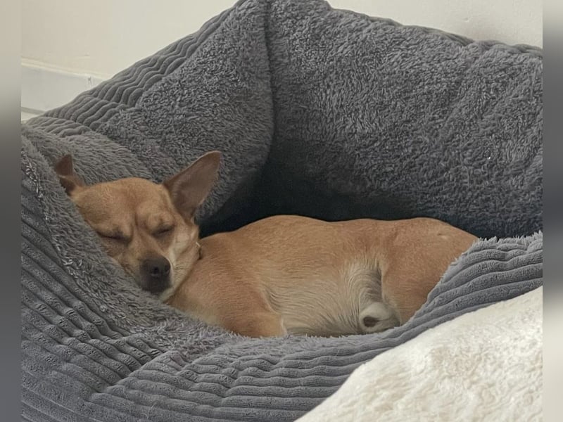 Sammy sucht dringend ein neues Zuhause