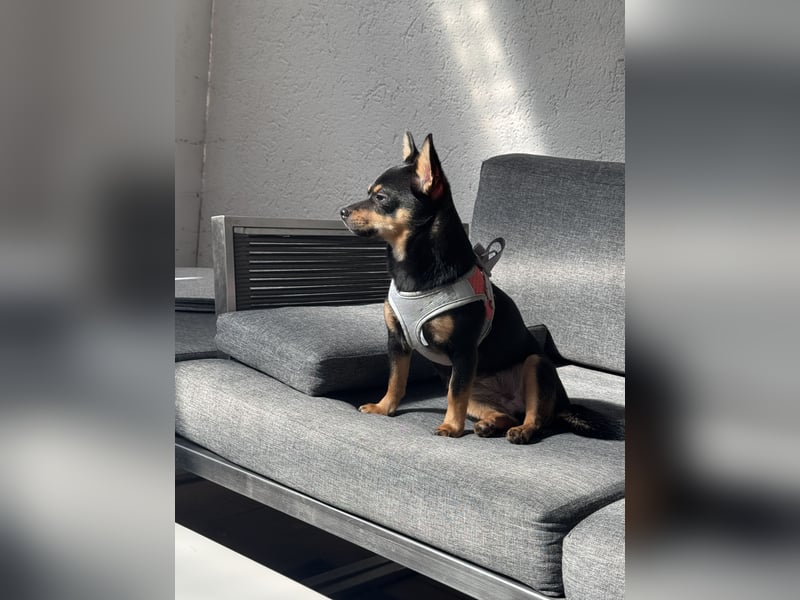 Liebevolles Für-immer-Zuhause gesucht