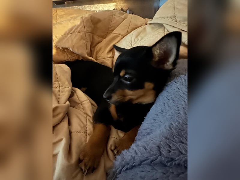 Liebevolles Für-immer-Zuhause gesucht