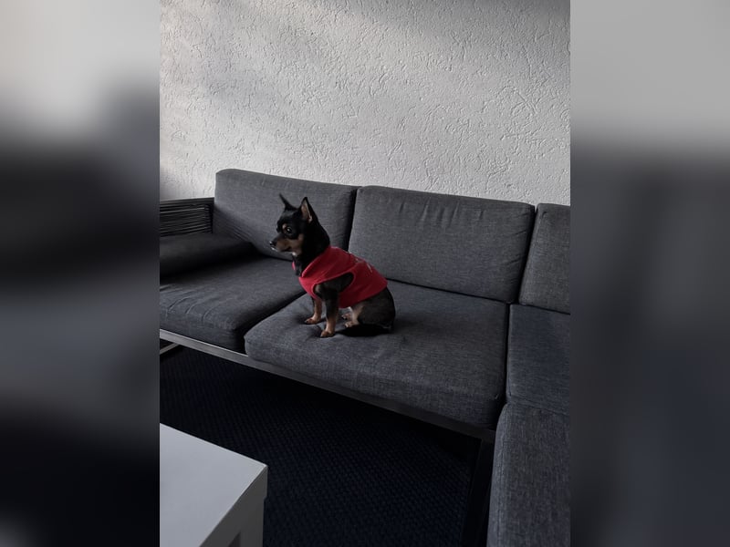 Liebevolles Für-immer-Zuhause gesucht