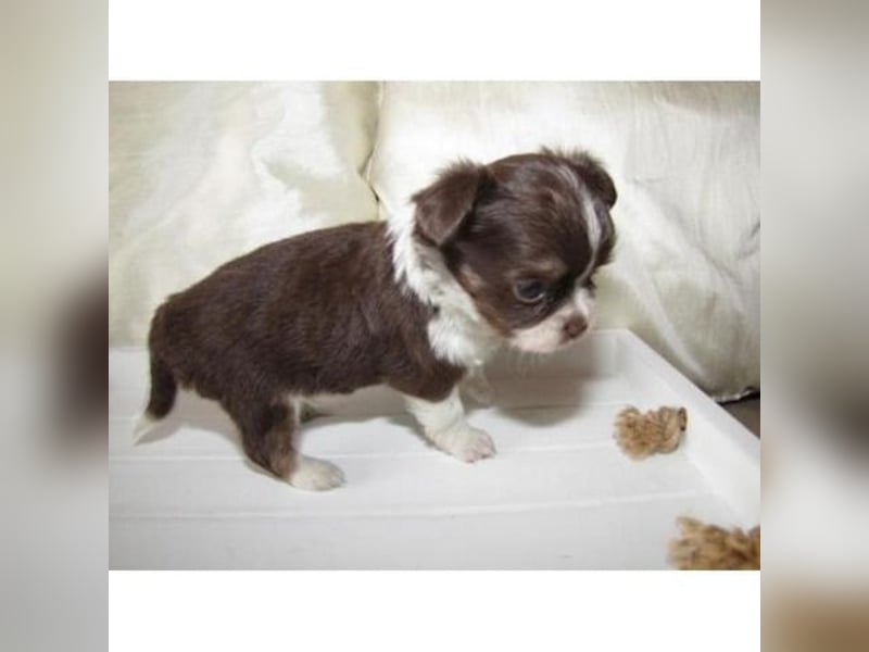 Chihuahua Hündin – geimpft, entwurmt, gechipt, mit EU-Heimtierausweis