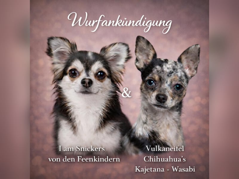 Chihuahua Welpen