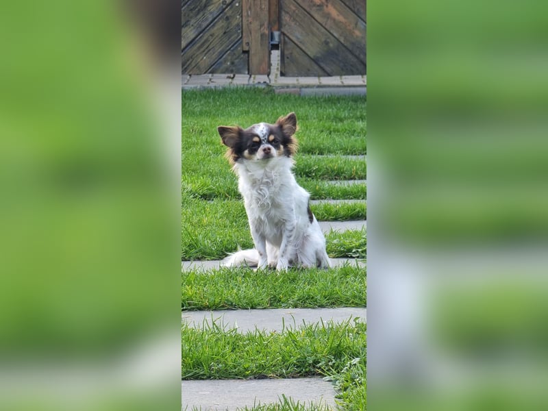 Chihuahua Hündin, langhaar