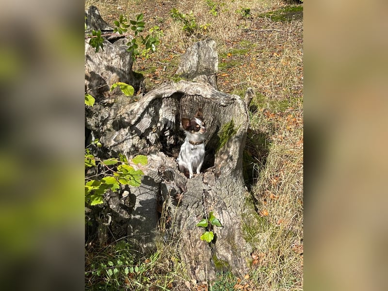 Chihuahua Hündin, langhaar