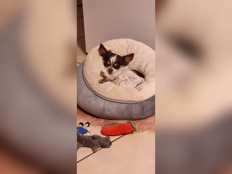 Chihuahua Hündin, langhaar