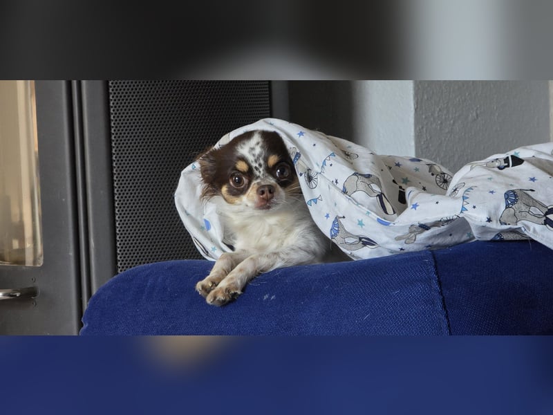 Chihuahua Hündin, langhaar