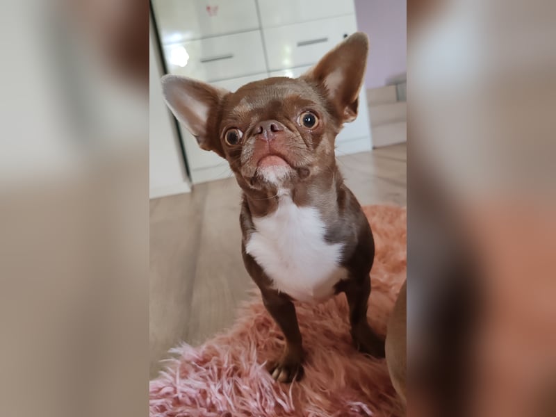 *Chihuahua Hündin 3 Jahre mit Ahnentafel lilac-white*