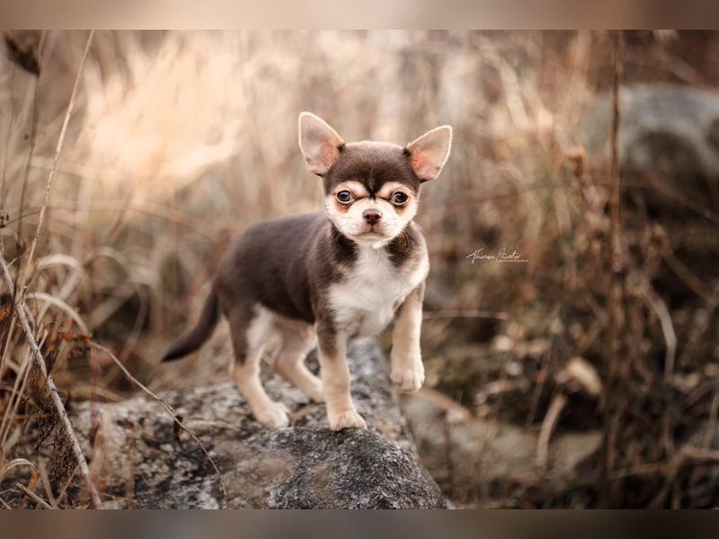 Einmaliger Chihuahua Rüde 1 Jahr schoko-tan-tricolor mit FCI Ahnentafel