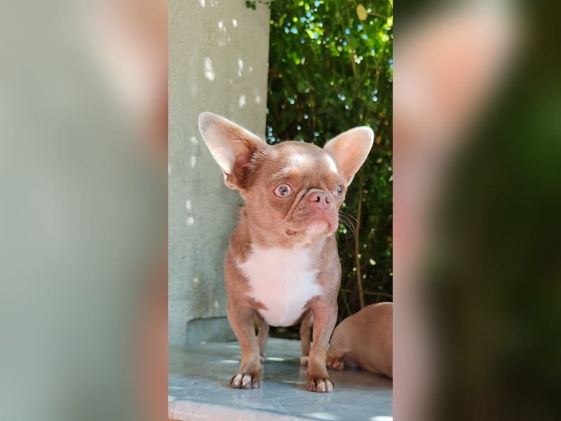 *Chihuahua Hündin 3 Jahre mit Ahnentafel lilac-white*