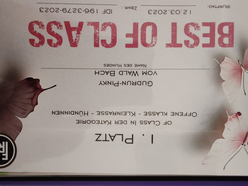 *Chihuahua Hündin 3 Jahre mit Ahnentafel lilac-white*