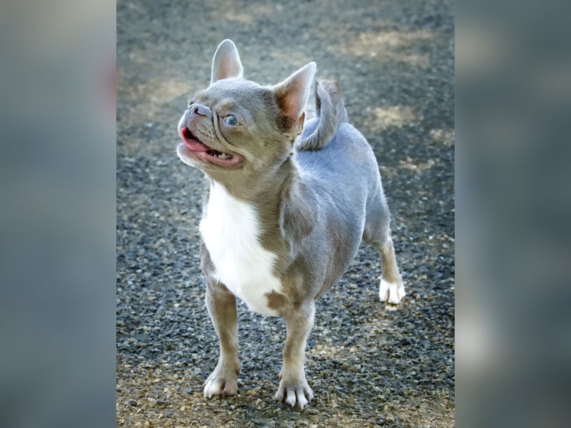 *Chihuahua Hündin 3 Jahre mit Ahnentafel lilac-white*
