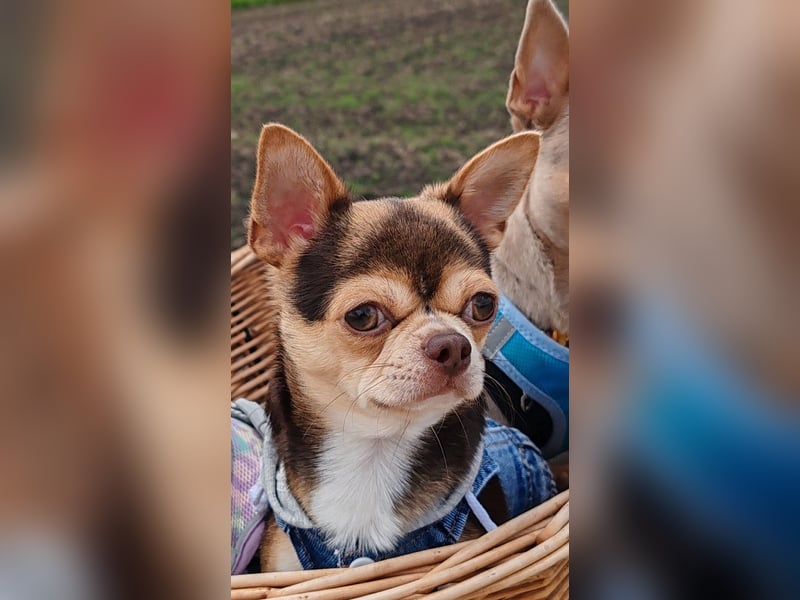 Einmaliger Chihuahua Rüde 1 Jahr schoko-tan-tricolor mit FCI Ahnentafel
