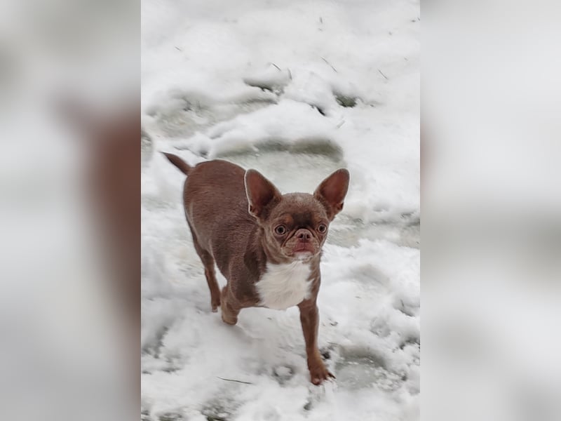 *Chihuahua Hündin 3 Jahre mit Ahnentafel lilac-white*
