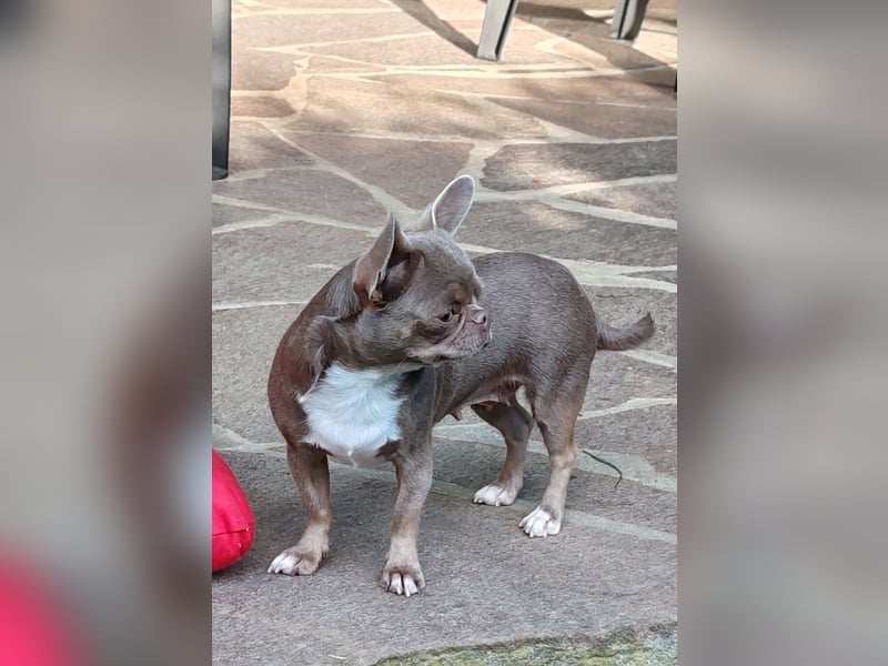 *Chihuahua Hündin 3 Jahre mit Ahnentafel lilac-white*