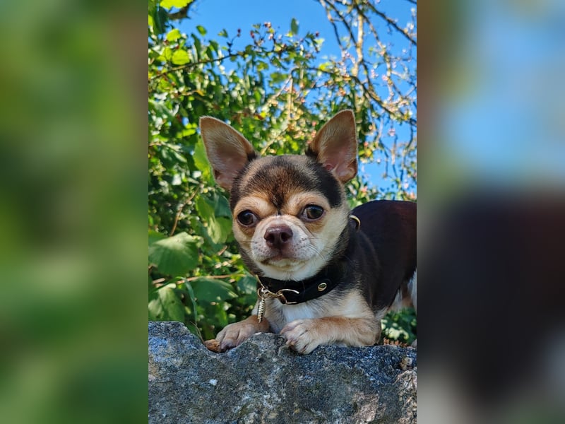 Einmaliger Chihuahua Rüde 1 Jahr schoko-tan-tricolor mit FCI Ahnentafel