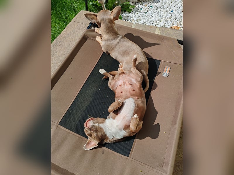 *Chihuahua Hündin 3 Jahre mit Ahnentafel lilac-white*
