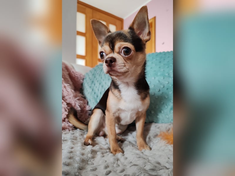Einmaliger Chihuahua Rüde 1 Jahr schoko-tan-tricolor mit FCI Ahnentafel