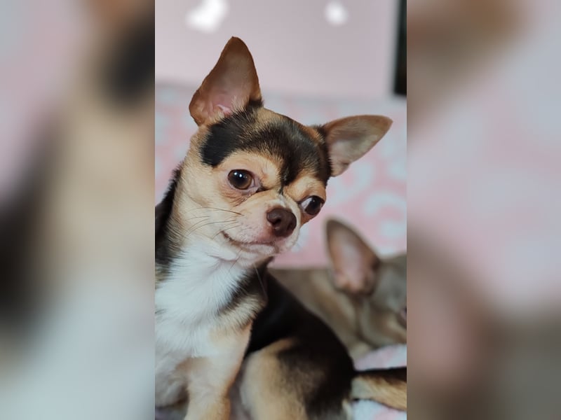 Einmaliger Chihuahua Rüde 1 Jahr schoko-tan-tricolor mit FCI Ahnentafel