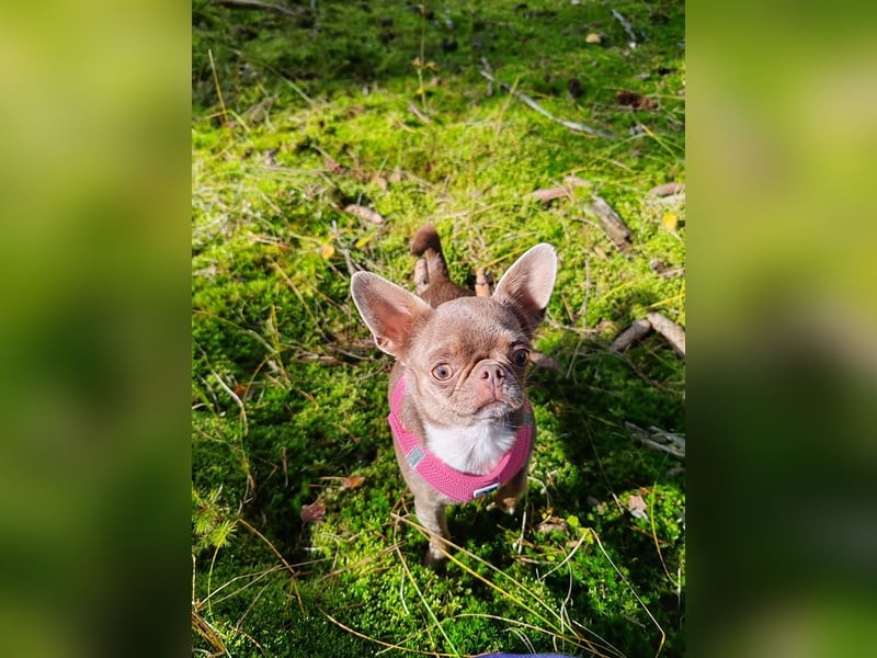 *Chihuahua Hündin 3 Jahre mit Ahnentafel lilac-white*
