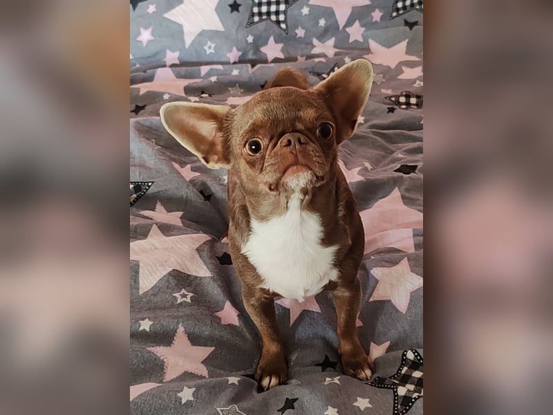 *Chihuahua Hündin 3 Jahre mit Ahnentafel lilac-white*