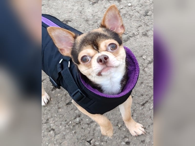 Einmaliger Chihuahua Rüde 1 Jahr schoko-tan-tricolor mit FCI Ahnentafel