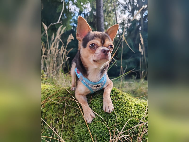 Einmaliger Chihuahua Rüde 1 Jahr schoko-tan-tricolor mit FCI Ahnentafel