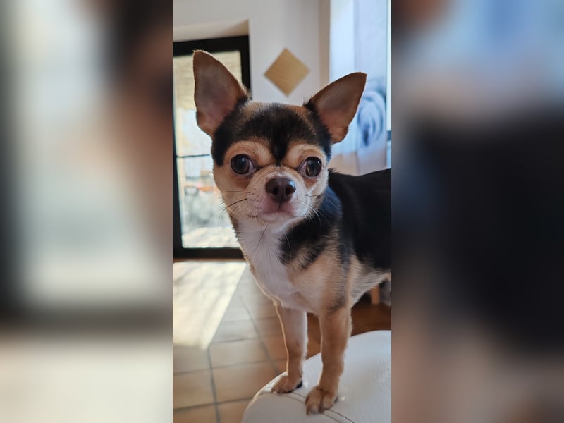Einmaliger Chihuahua Rüde 1 Jahr schoko-tan-tricolor mit FCI Ahnentafel